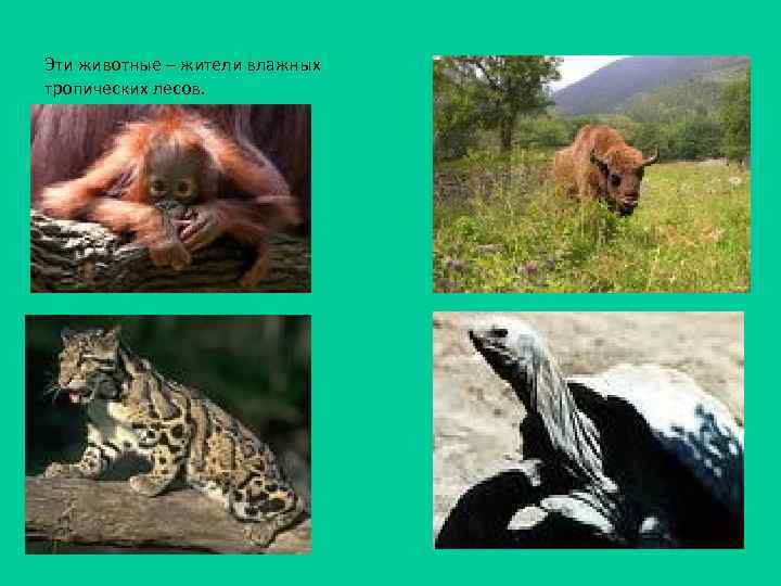 Эти животные – жители влажных тропических лесов. 