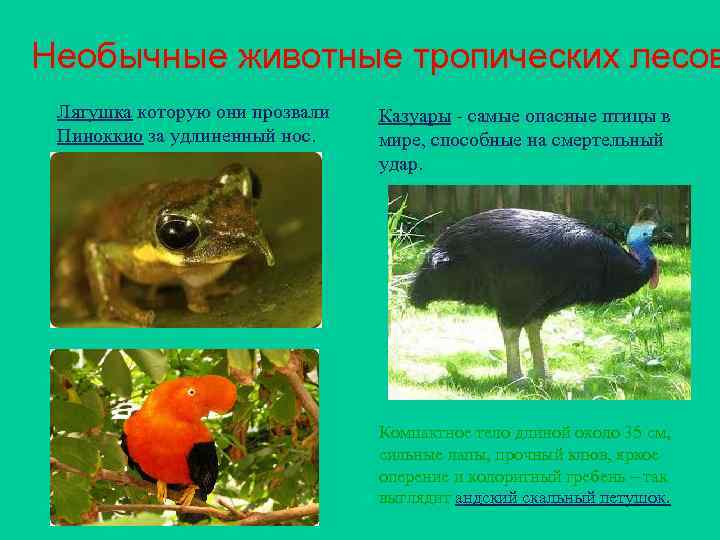 Необычные животные тропических лесов Лягушка которую они прозвали Пиноккио за удлиненный нос. Казуары -
