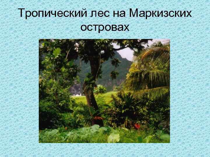 Тропический лес на Маркизских островах 
