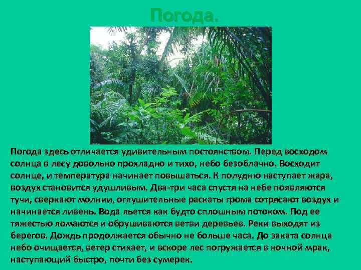 Погода. Погода здесь отличается удивительным постоянством. Перед восходом солнца в лесу довольно прохладно и