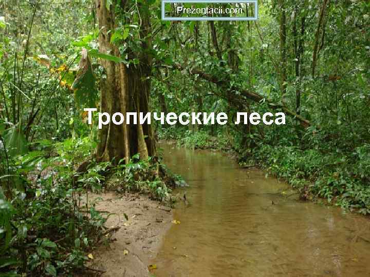Prezentacii. com Тропические леса 
