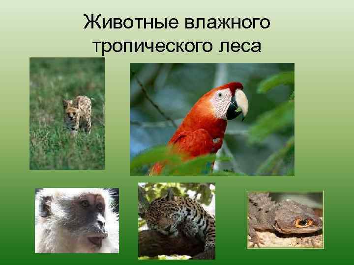 Животные влажного тропического леса 
