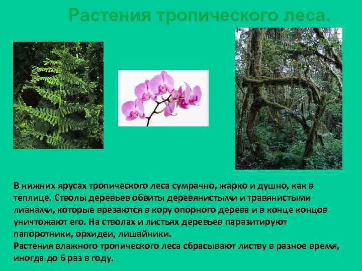 Растения тропического леса. В нижних ярусах тропического леса сумрачно, жарко и душно, как в
