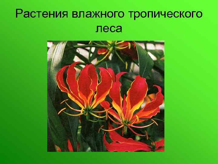 Растения влажного тропического леса 