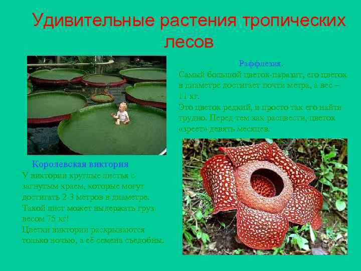 Удивительные растения тропических лесов Раффлезия. Самый большой цветок-паразит, его цветок в диаметре достигает почти