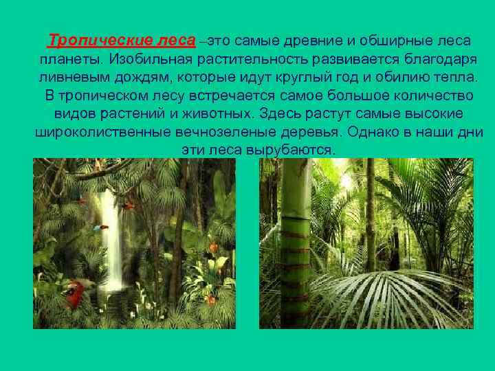 Тропические леса –это самые древние и обширные леса планеты. Изобильная растительность развивается благодаря ливневым