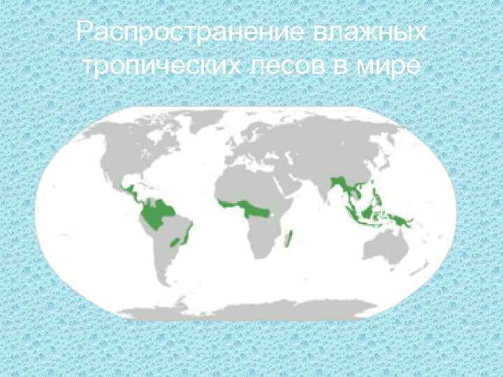 Распространение влажных тропических лесов в мире 