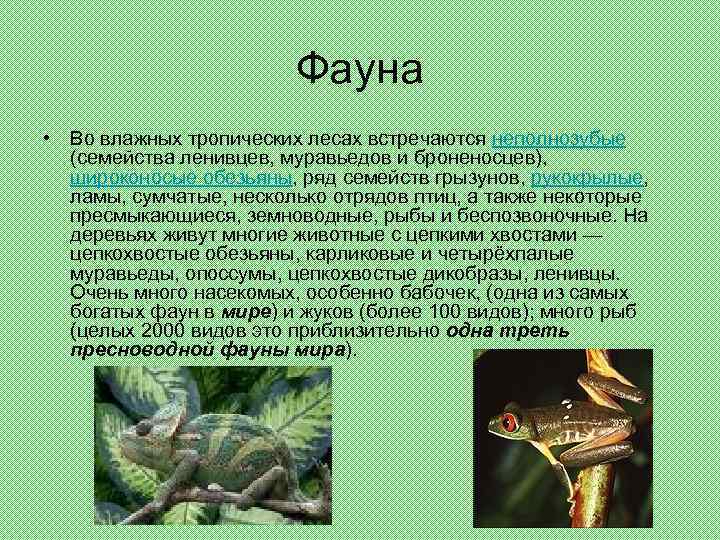 Фауна • Во влажных тропических лесах встречаются неполнозубые (семейства ленивцев, муравьедов и броненосцев), широконосые