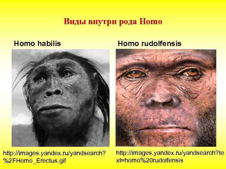 Первые представители рода человек. Хомо хабилис хомо Эректус. Первые представители рода homo. Виды рода хомо.