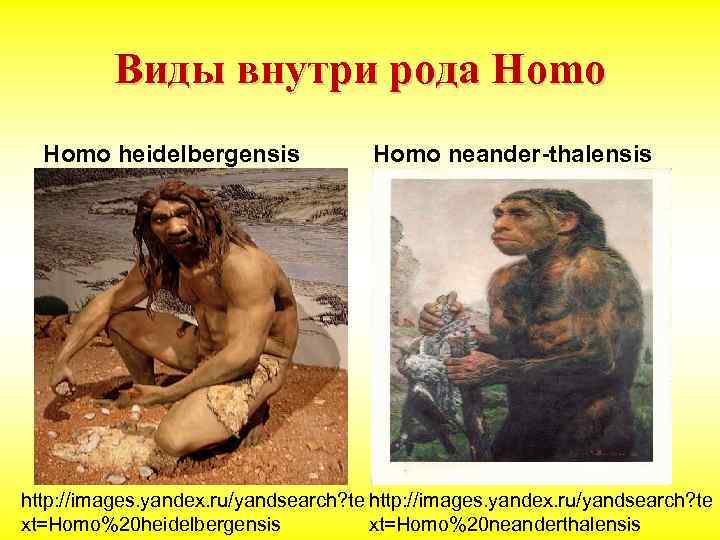 Виды внутри рода Homo heidelbergensis Homo neander-thalensis http: //images. yandex. ru/yandsearch? te xt=Homo%20 heidelbergensis