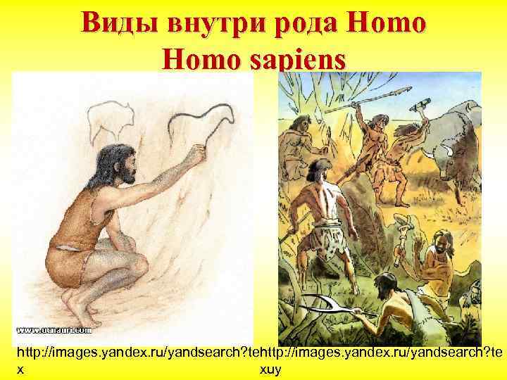 Виды внутри рода Homo sapiens http: //images. yandex. ru/yandsearch? te x xuy 