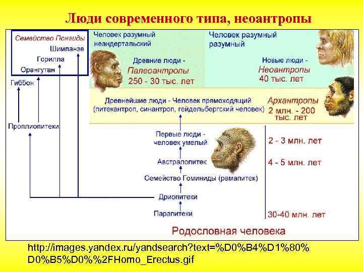 Люди современного типа, неоантропы http: //images. yandex. ru/yandsearch? text=%D 0%B 4%D 1%80% D 0%B