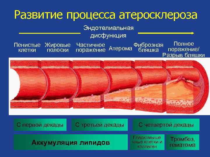 Презентация атеросклероз биохимия