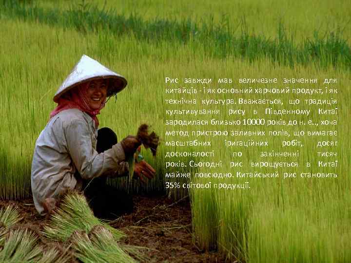 Рис завжди мав величезне значення для китайців - і як основний харчовий продукт, і