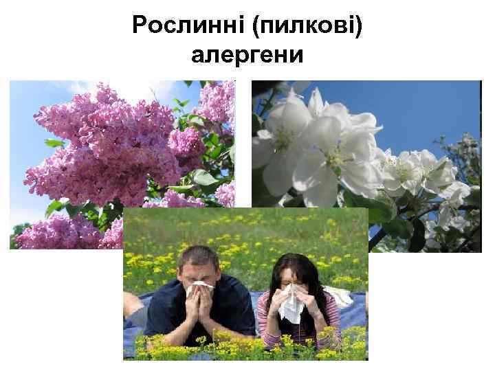 Рослинні (пилкові) алергени 