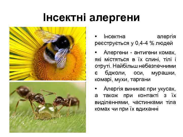 Інсектні алергени • Інсектна алергія реєструється у 0, 4 -4 % людей • Алергени
