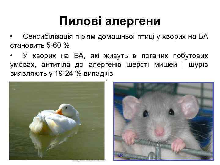 Пилові алергени • Сенсибілізація пір’ям домашньої птиці у хворих на БА становить 5 -60