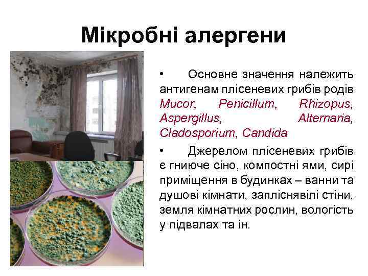 Мікробні алергени • Основне значення належить антигенам плісеневих грибів родів Mucor, Penicillum, Rhizopus, Aspergillus,