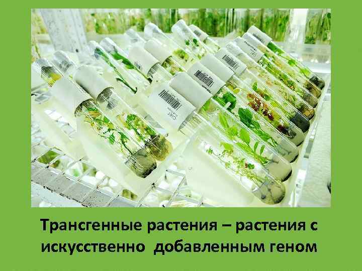 Трансгенные растения – растения с искусственно добавленным геном 