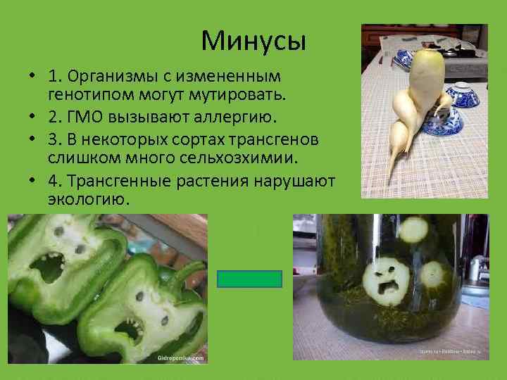Минусы • 1. Организмы с измененным генотипом могут мутировать. • 2. ГМО вызывают аллергию.