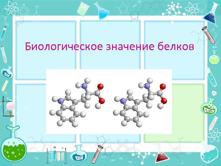 Биологическое значение белков 