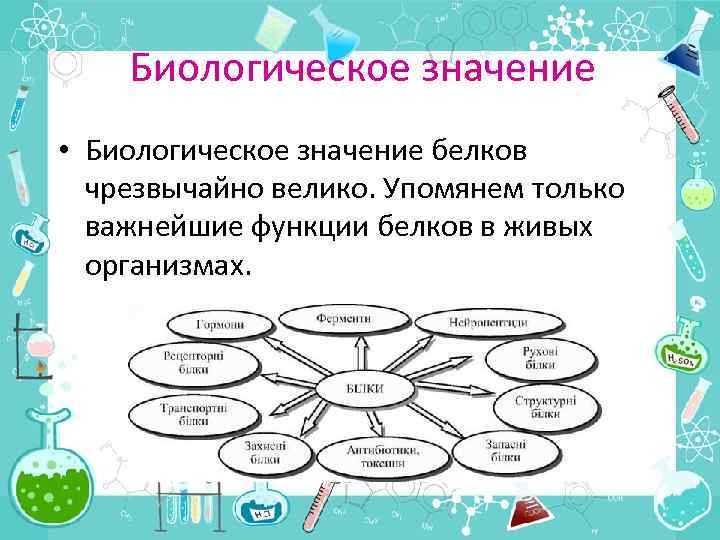 Биологическое значение • Биологическое значение белков чрезвычайно велико. Упомянем только важнейшие функции белков в