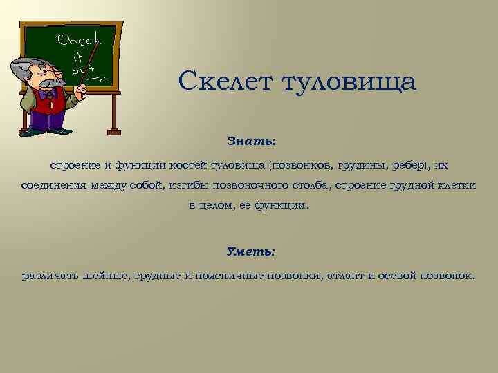 Скелет туловища Знать: строение и функции костей туловища (позвонков, грудины, ребер), их соединения между