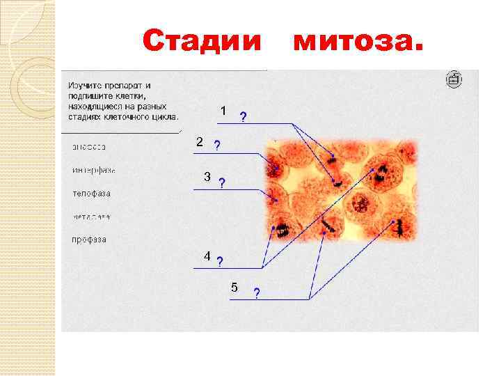 Стадии митоза. 1 2 3 4 5 