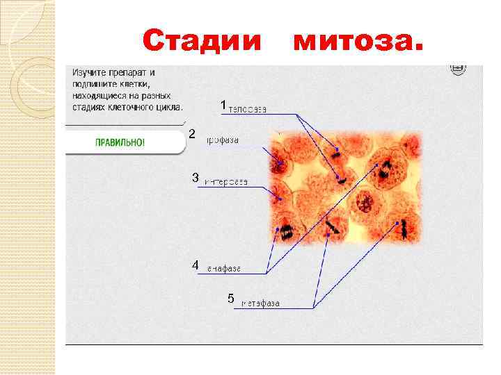 Стадии митоза. 1 2 3 4 5 