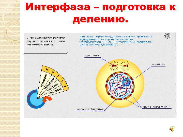 Интерфаза – подготовка к делению. 