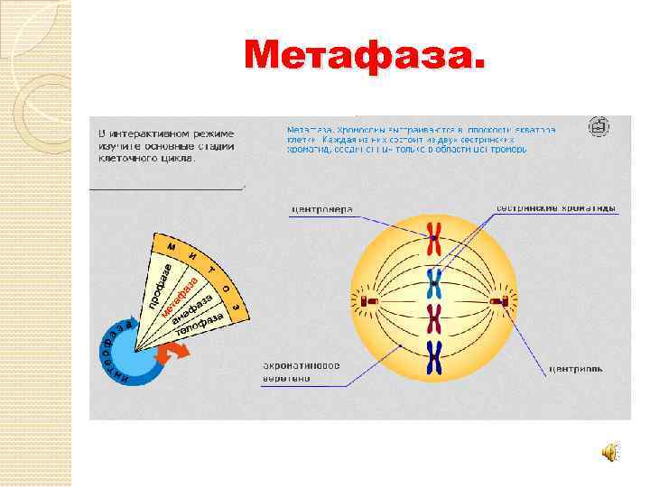 Метафаза. 