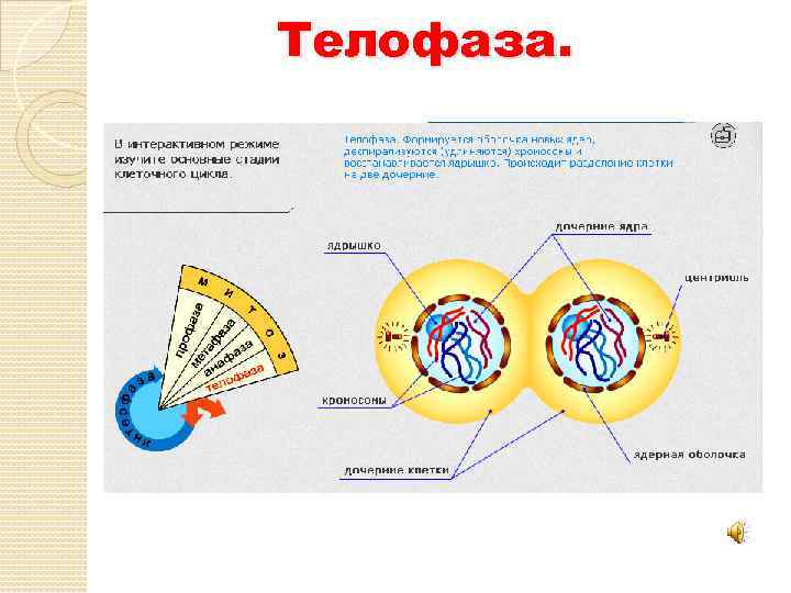 Телофаза. 