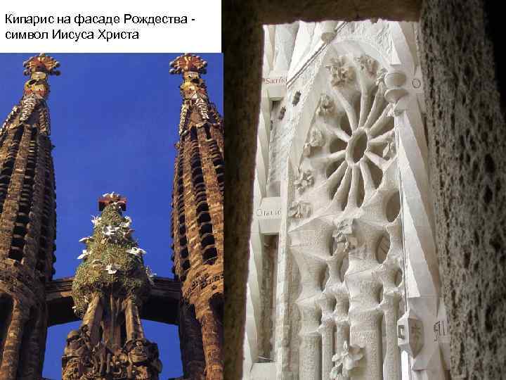 Кипарис на фасаде Рождества символ Иисуса Христа 