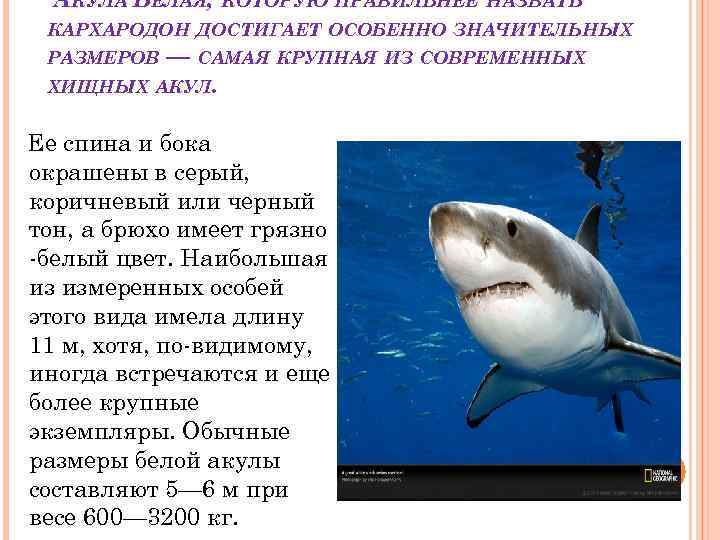 Почему акулы постоянно. Белая акула. Общая характеристика белой акулы. История акул. Образ жизни акул.