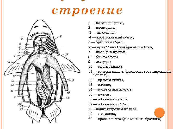 1 — венозный синус, 2 — предсердие, 3 — желудочек, 4 — артериальный конус,