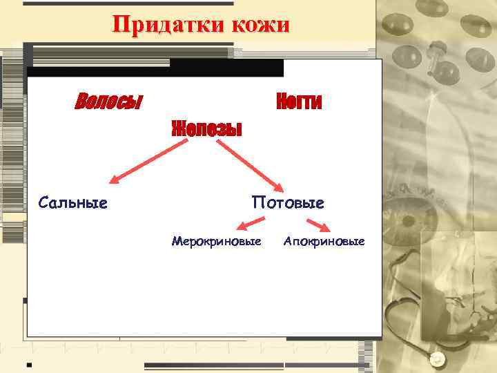 Придатки кожи Волосы Ногти Железы Сальные Потовые Мерокриновые Апокриновые 
