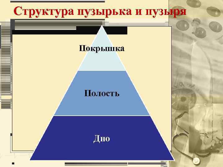 Структура пузырька и пузыря Покрышка Полость Дно 