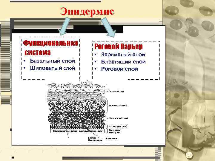 Схема слоев гранулирующей ткани