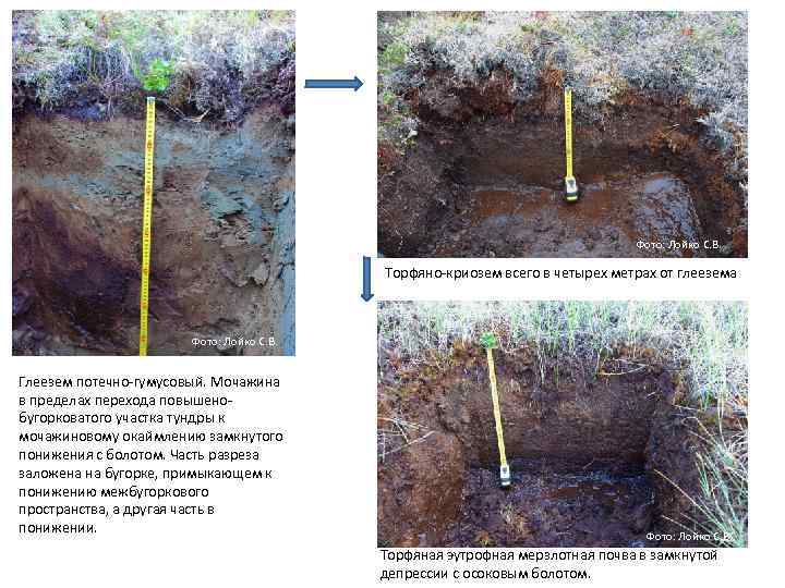 Фото: Лойко С. В. Торфяно криозем всего в четырех метрах от глеезема Фото: Лойко