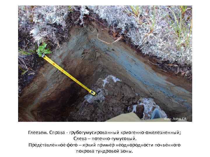 Фото: Лойко С. В. Глеезем. Справа грубогумусированный криогенно ожелезненный; Слева – потечно гумусовый. Представленное