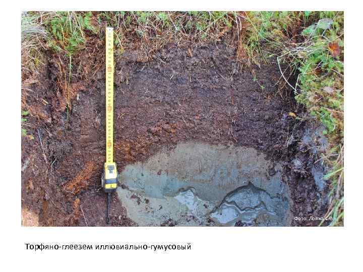 Фото: Лойко С. В. Торфяно глеезем иллювиально гумусовый 