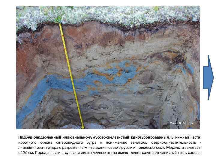 Фото: Лойко С. В. Подбур оподзоленный иллювиально-гумусово-железистый криотурбированный. В нижней части короткого склона сигаровидного