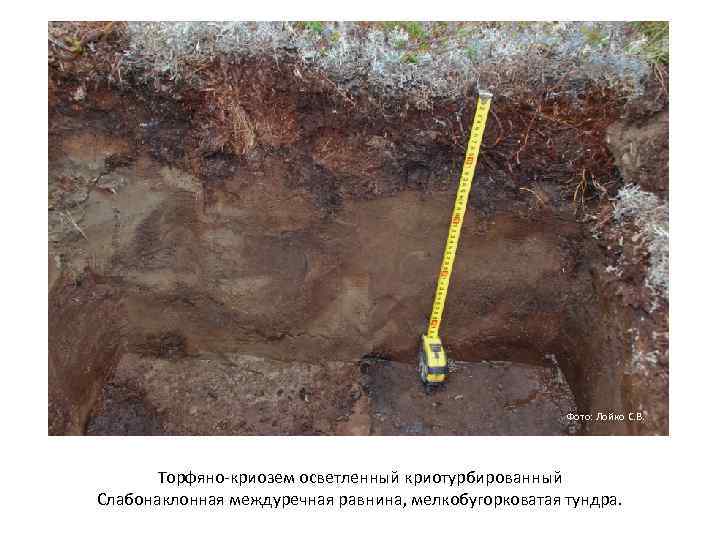 Фото: Лойко С. В. Торфяно криозем осветленный криотурбированный Слабонаклонная междуречная равнина, мелкобугорковатая тундра. 