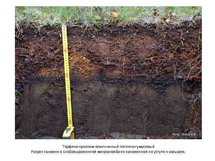 Фото: Лойко С. В. Торфяно криозем осветленный потечно гумусовый Разрез заложен в слабовыраженной микроложбине