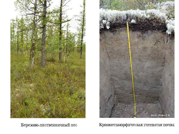 Фото: Лойко С. В. Березово-лиственничный лес Криометаморфическая глееватая почва 