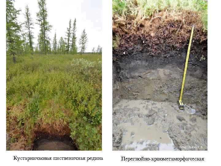 Фото: Лойко С. В. Кустарничковая лиственичная редина Перегнойно-криометаморфическая 