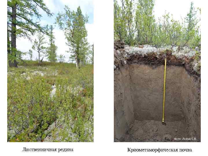 Фото: Лойко С. В. Лиственничная редина Криометаморфическая почва 