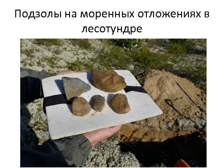 Подзолы на моренных отложениях в лесотундре 