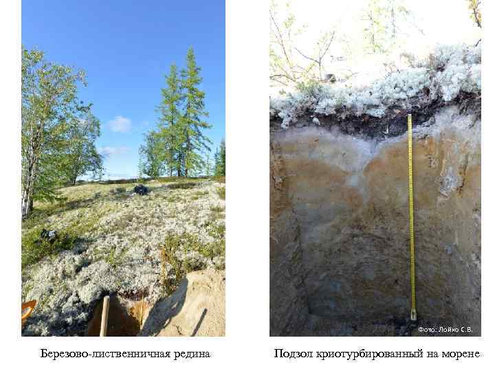 Фото: Лойко С. В. Березово-лиственничная редина Подзол криотурбированный на морене 
