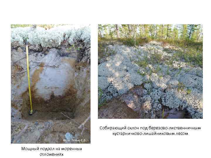 Собирающий склон под березово лиственничным кустарничково лишайниковым лесом Фото: Лойко С. В. Мощный подзол